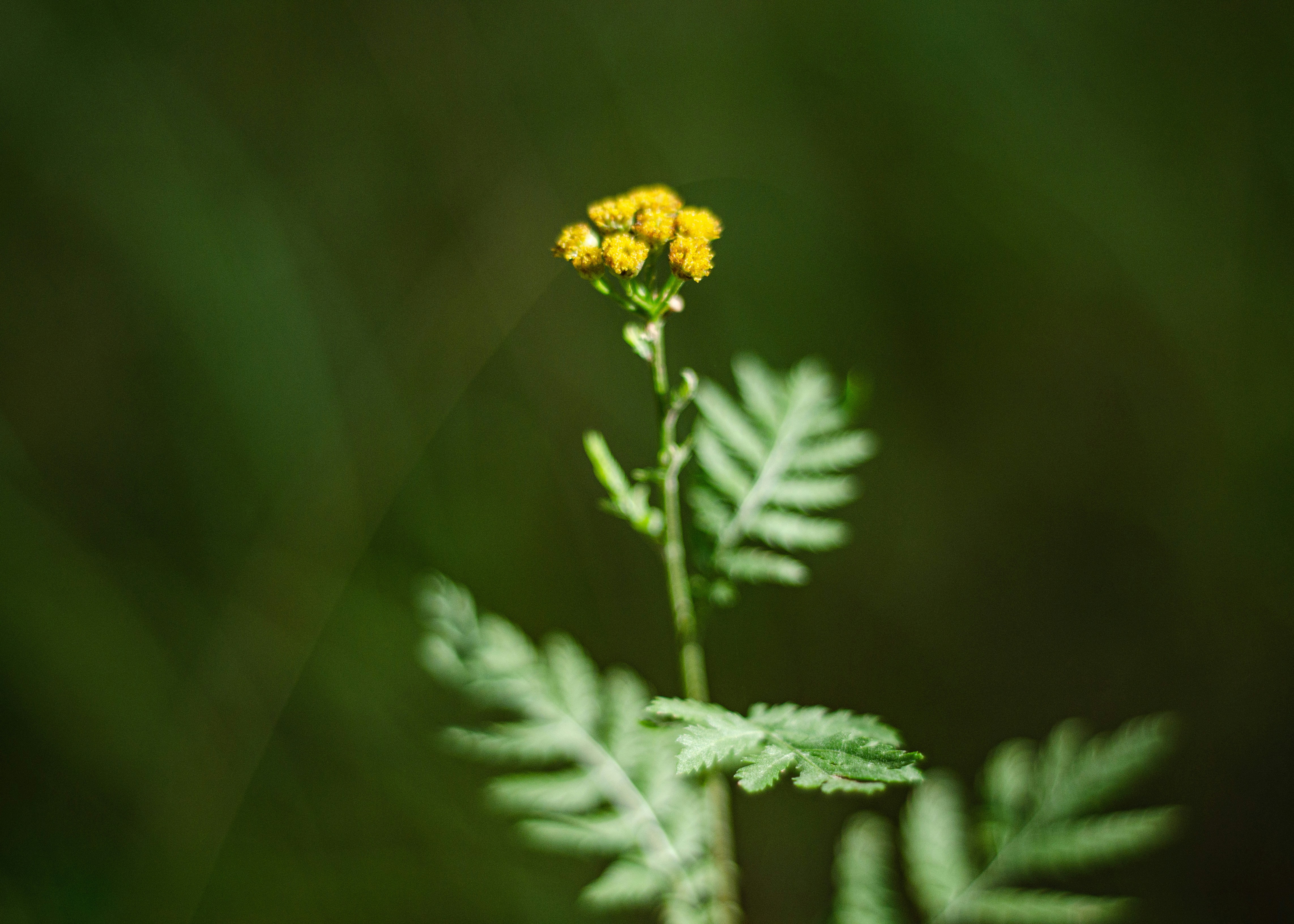 Photo by indi_grunge