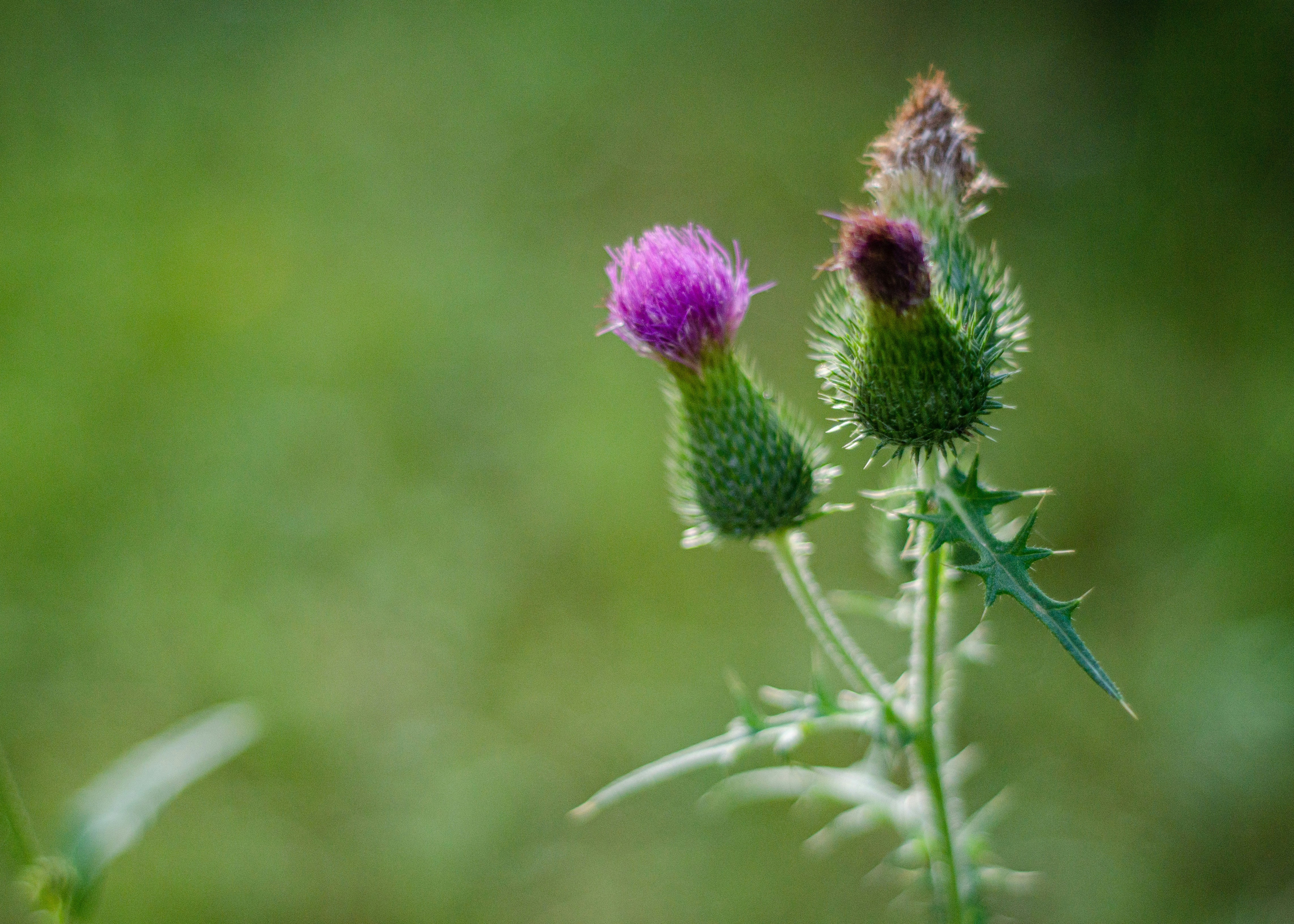 Photo by indi_grunge