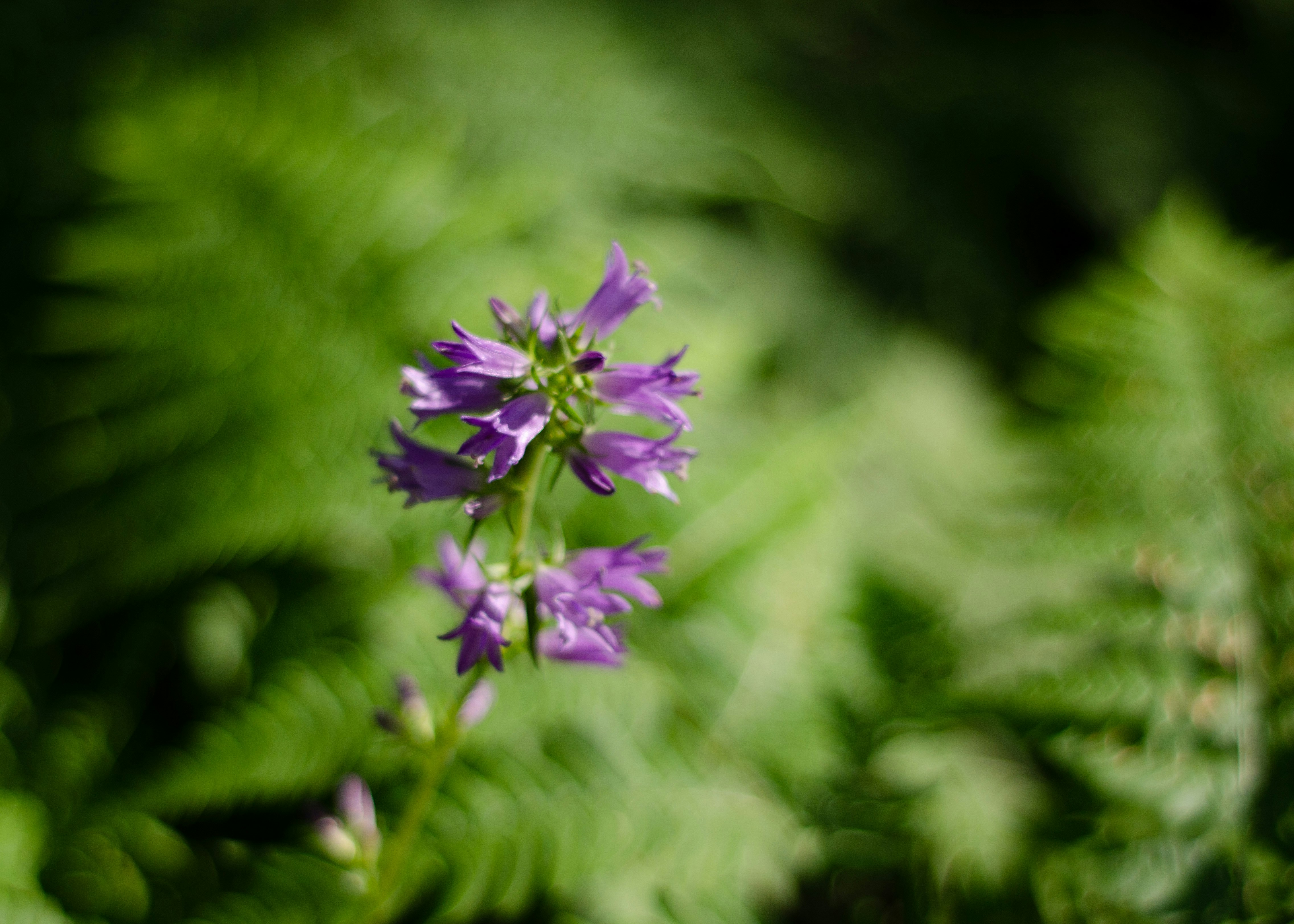 Photo by indi_grunge