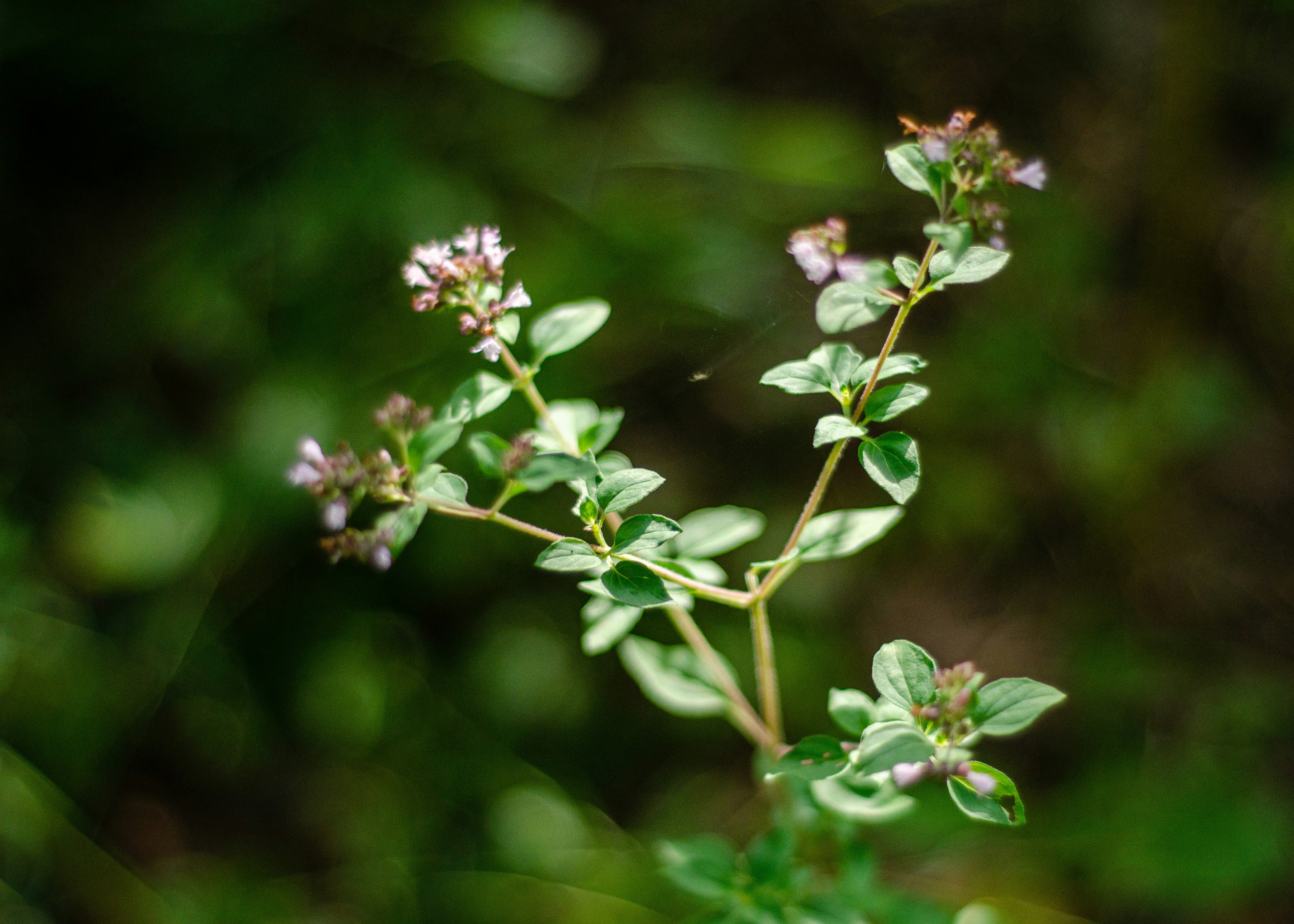 Photo by indi_grunge