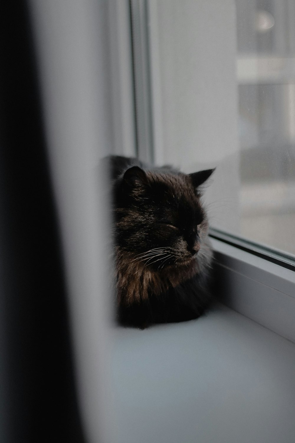 a cat looking out a window