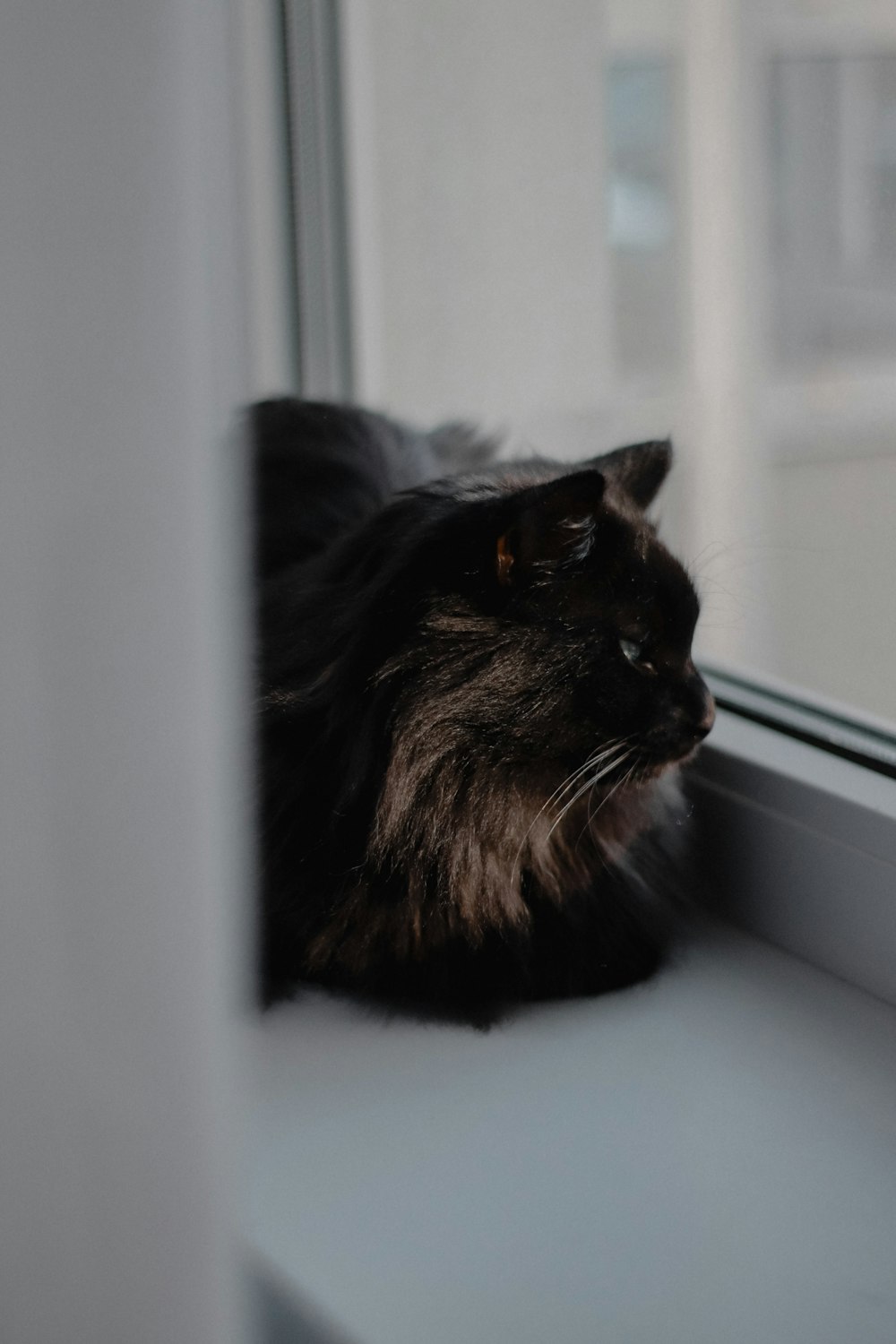 un chat assis sur le rebord d’une fenêtre