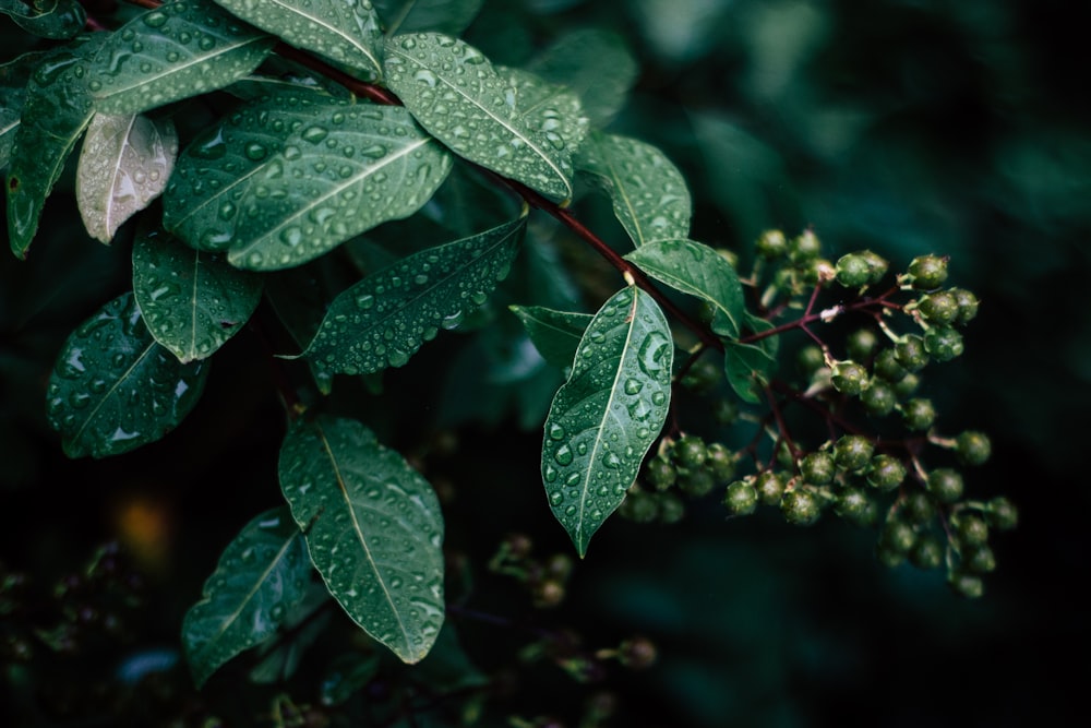 a close-up of some leaves