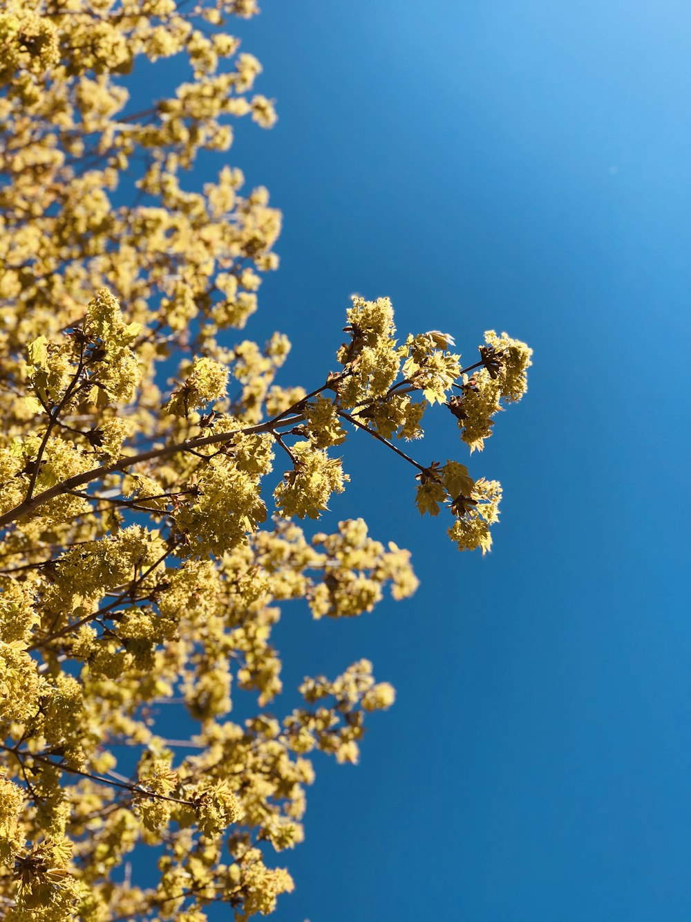 a tree with white flowers