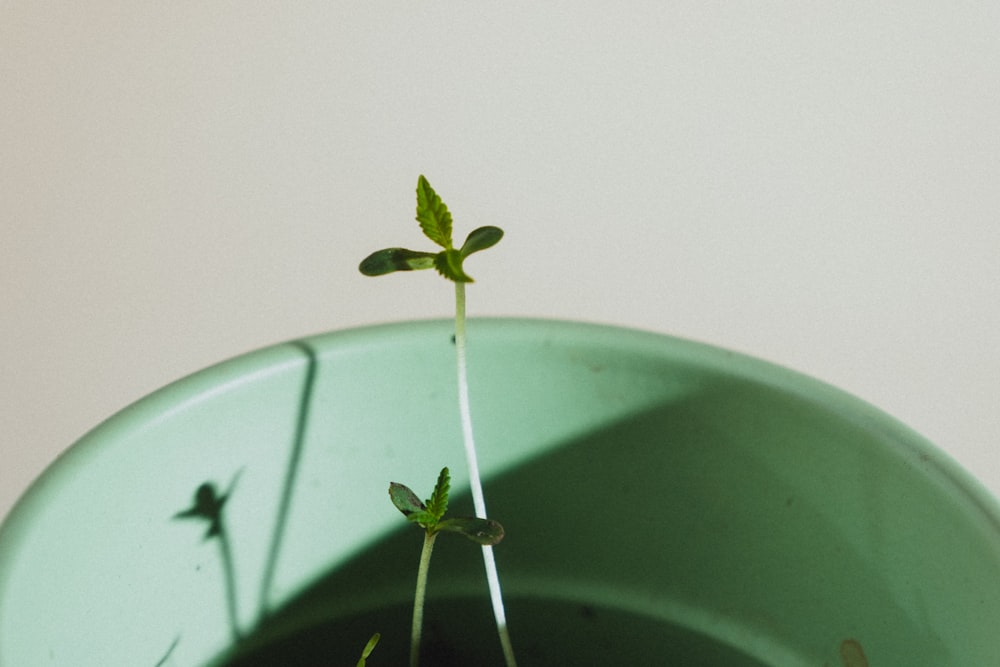 a plant growing out of a rock