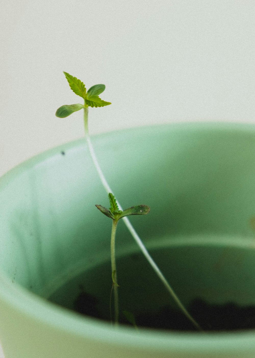 a plant growing out of a window