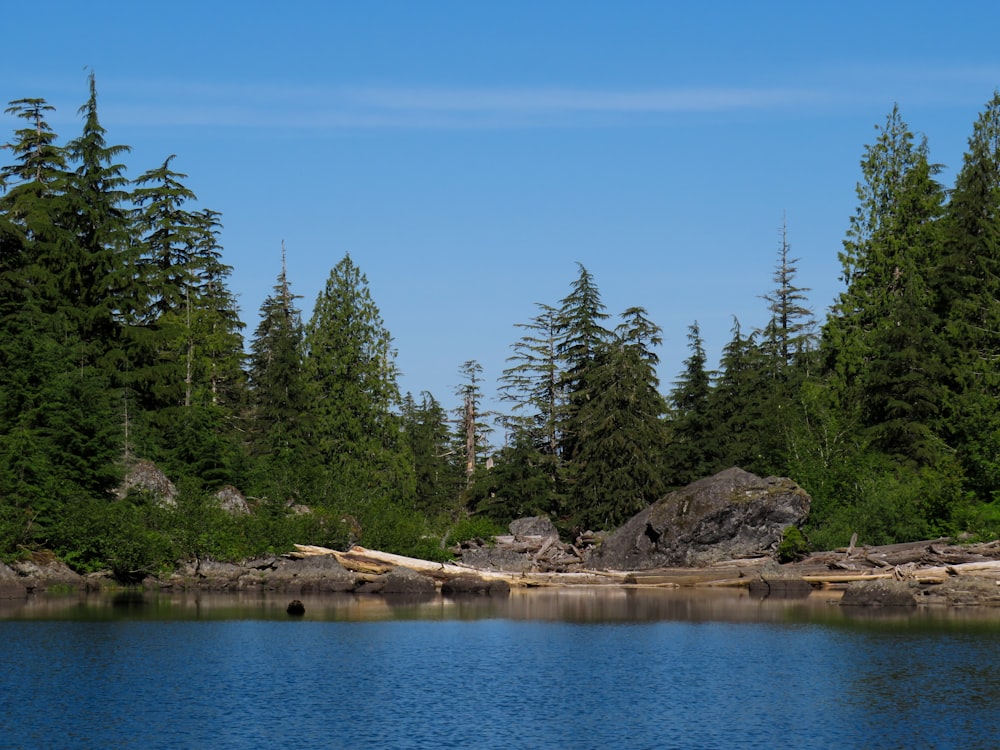 a body of water with trees around it