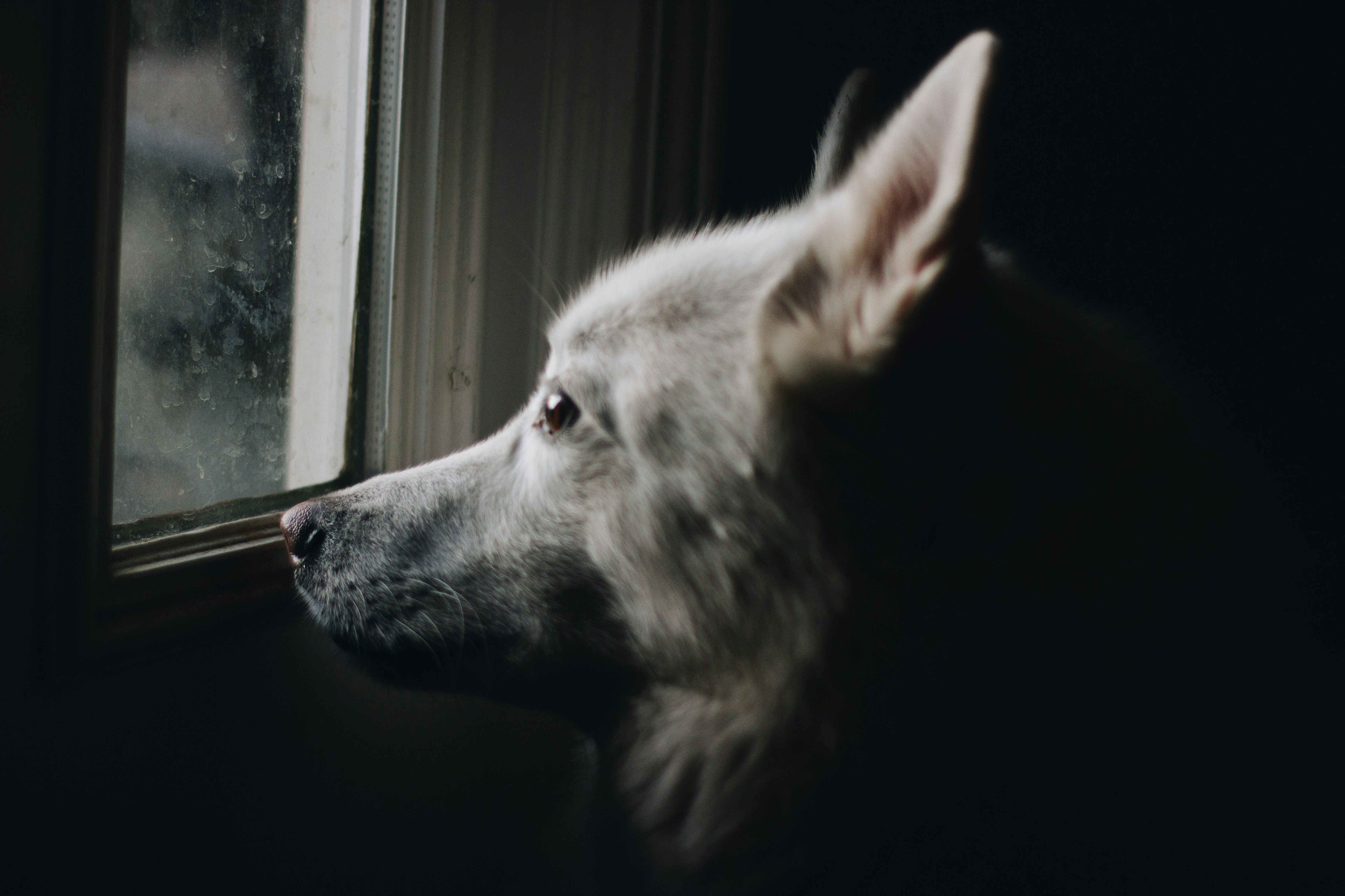 a dog looking out a window