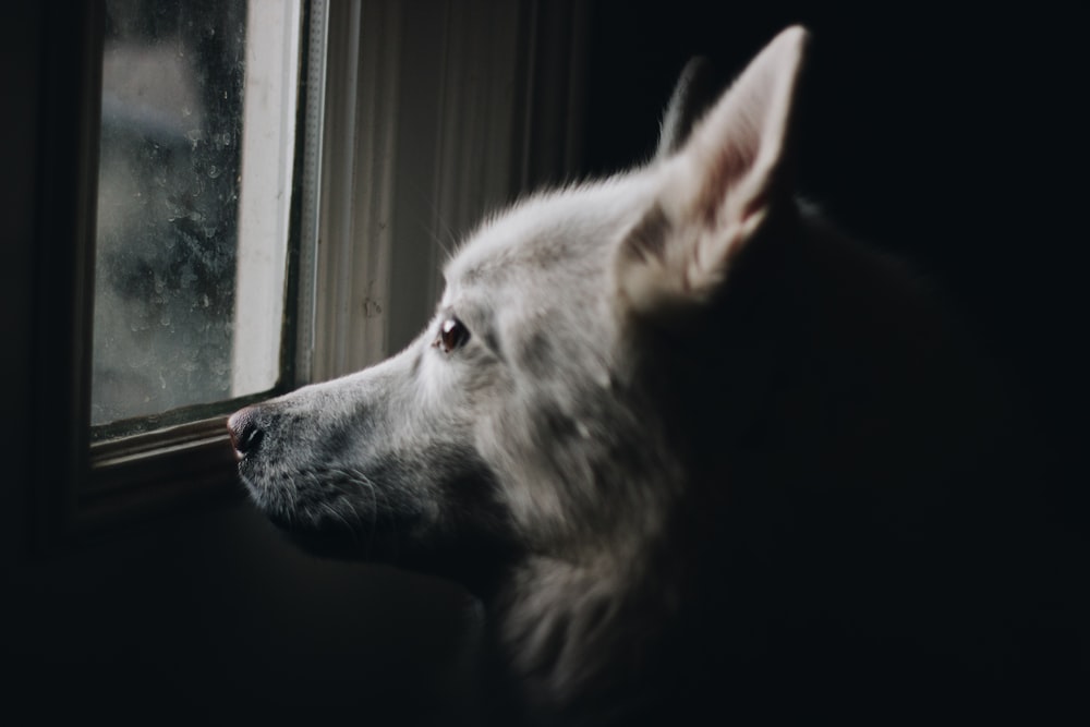 Un perro mirando por una ventana