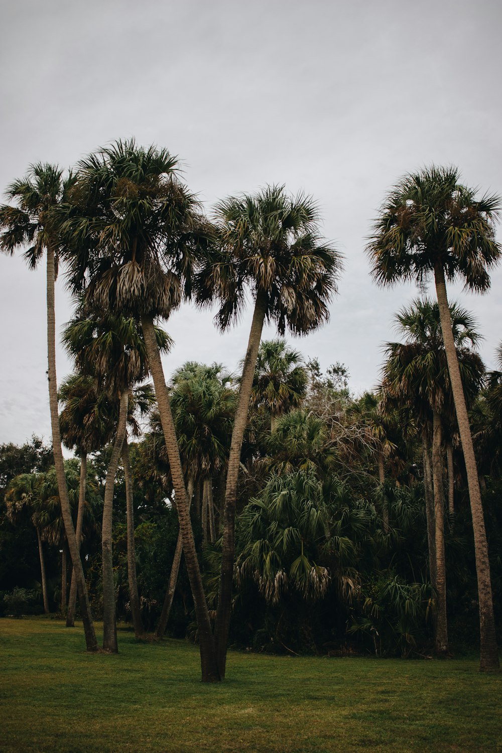 a group of palm trees