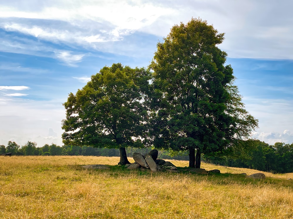 a group of trees in a field