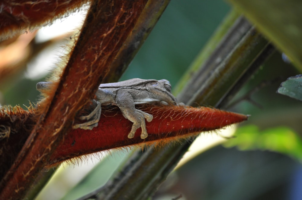 a lizard on a branch
