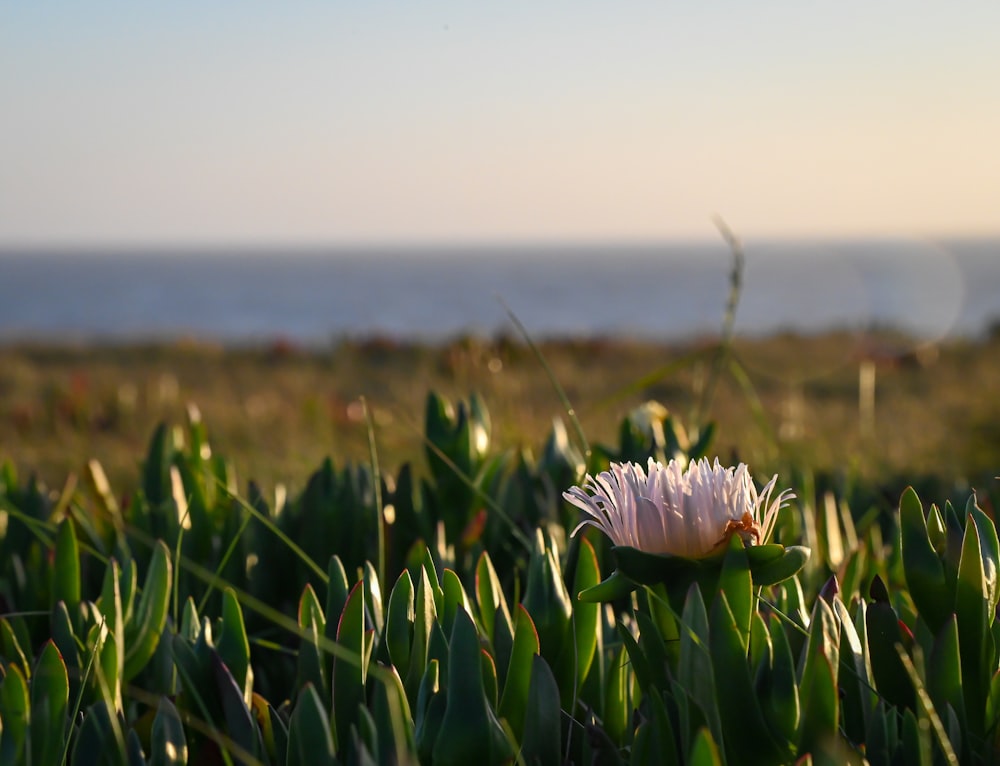 a flower in a field