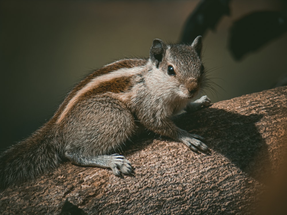 a squirrel on a rock