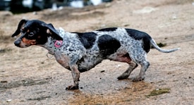 A small dog with a spotted coat and a short, compact body is standing on a rough, earthy surface. The dog is wearing a light-colored collar with a visible tag, and it appears to be slightly wet, suggesting it might have been near water.