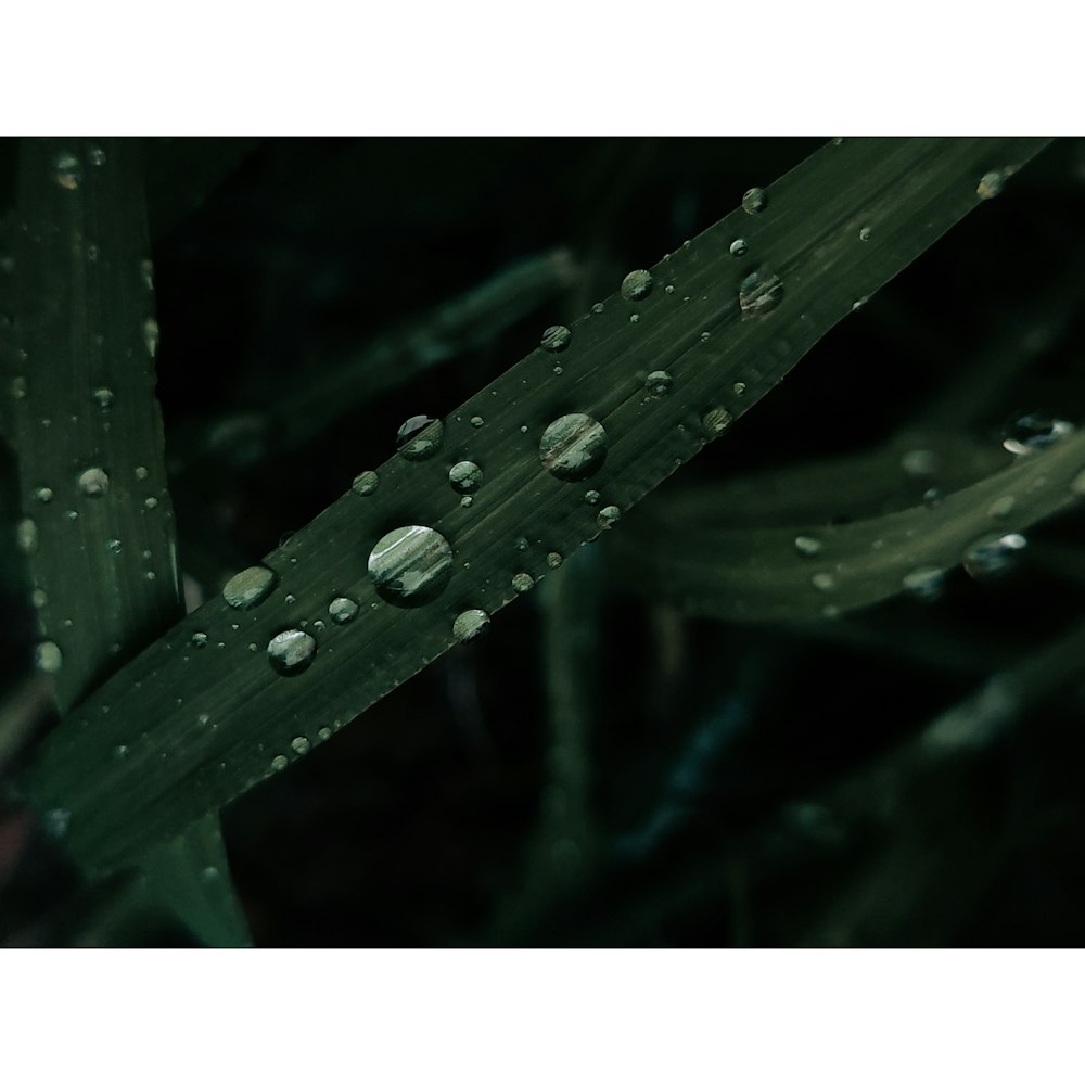 water droplets on a leaf