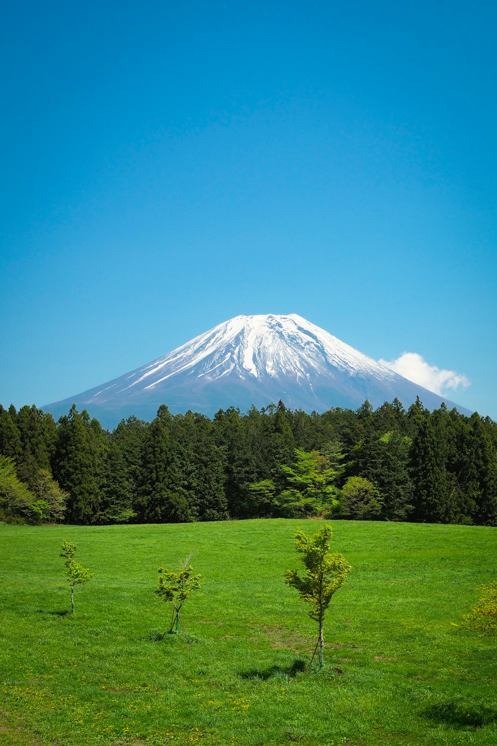 a mountain with trees in front of it