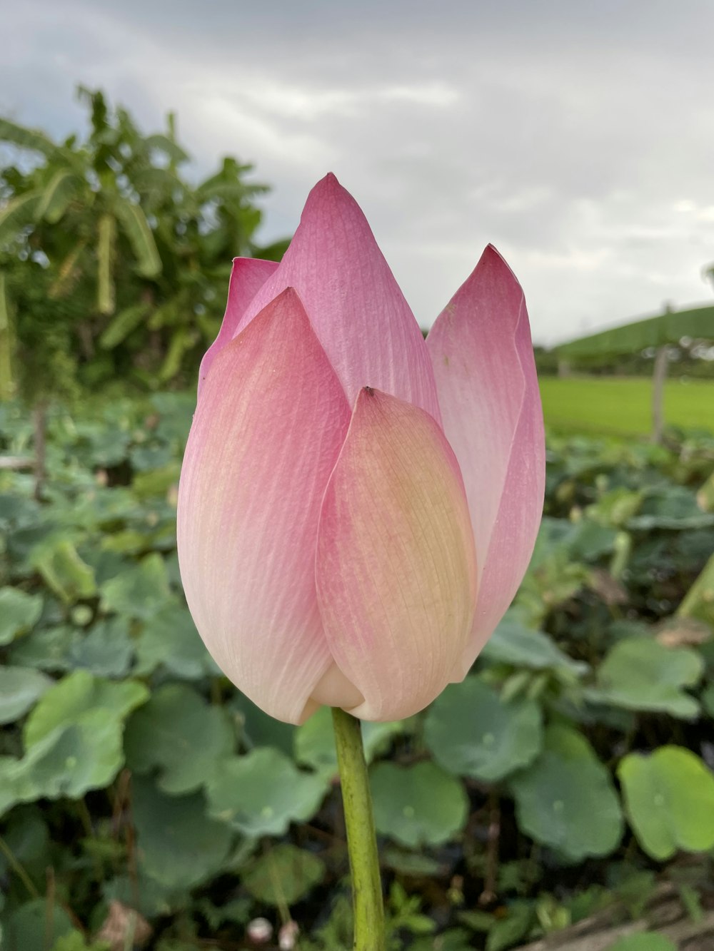 a pink flower in a field