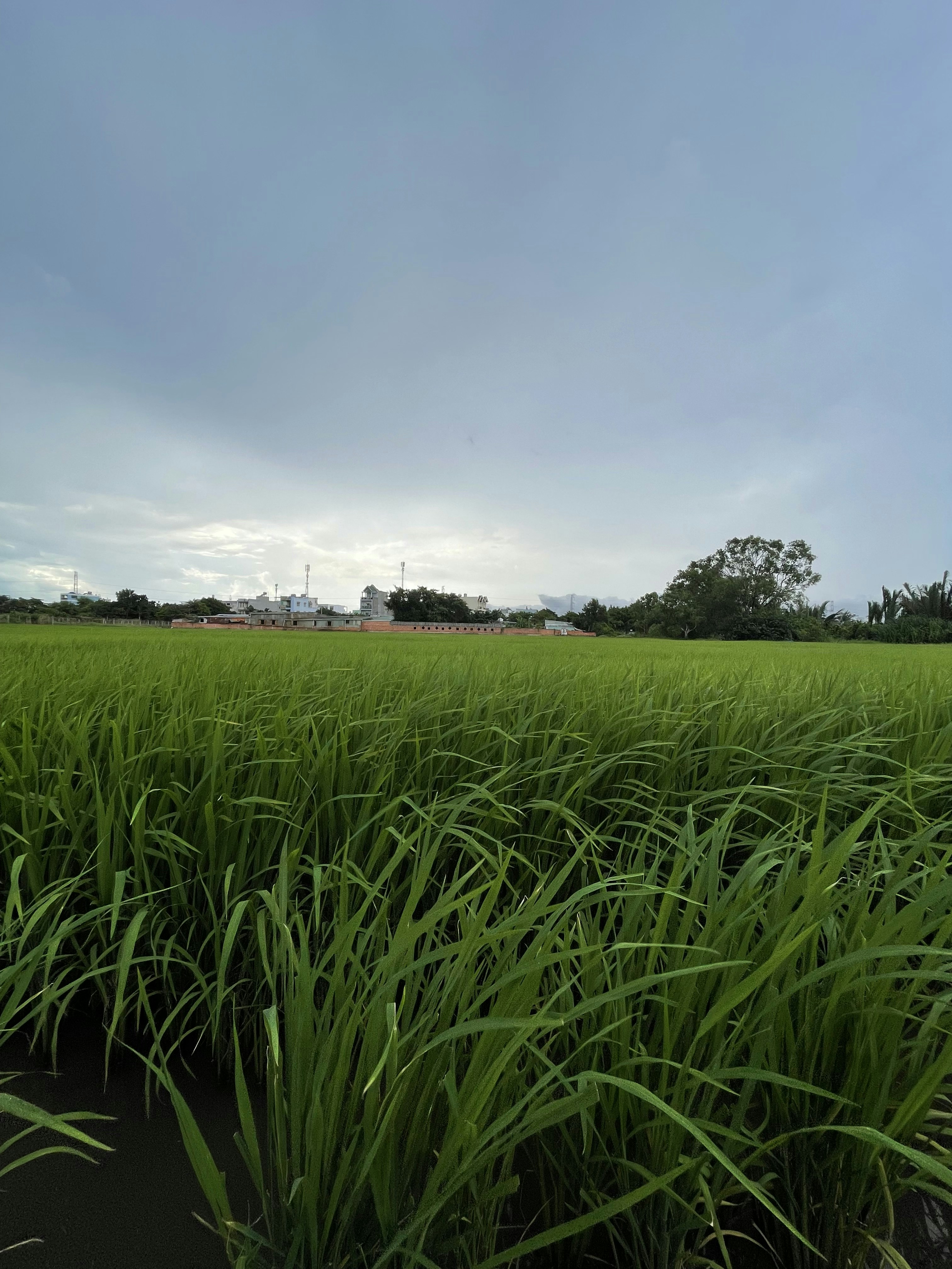 Photo by maiquynhtruong