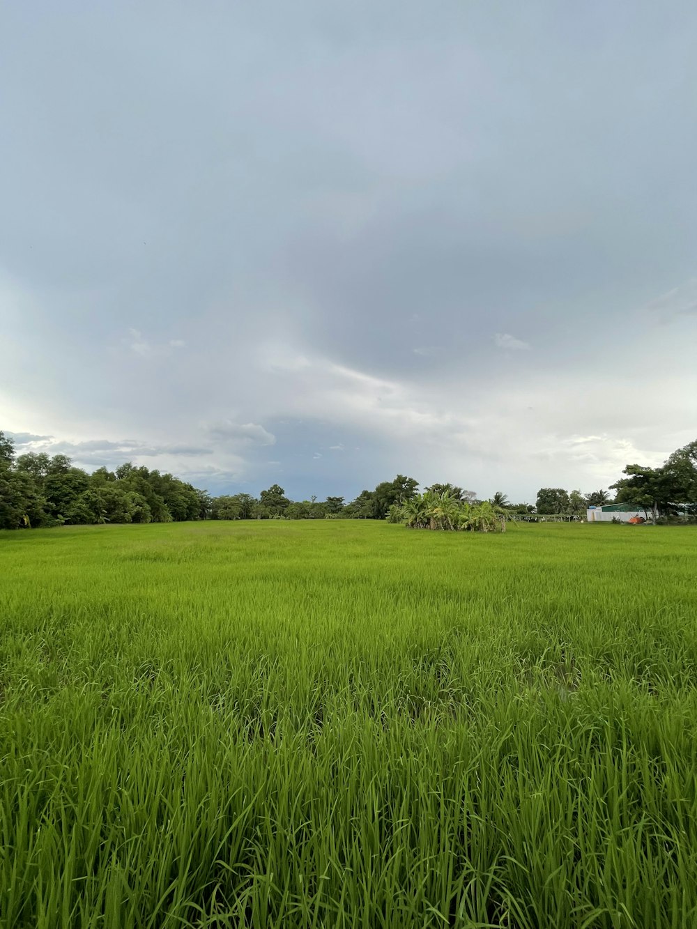 a large green field