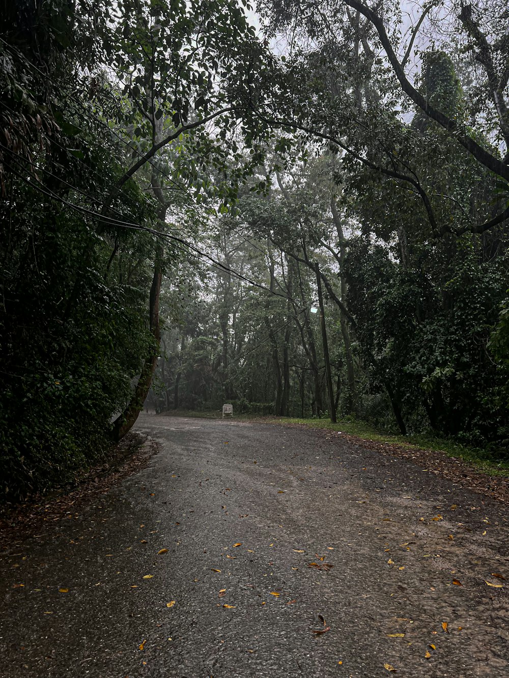 a dirt road in a forest