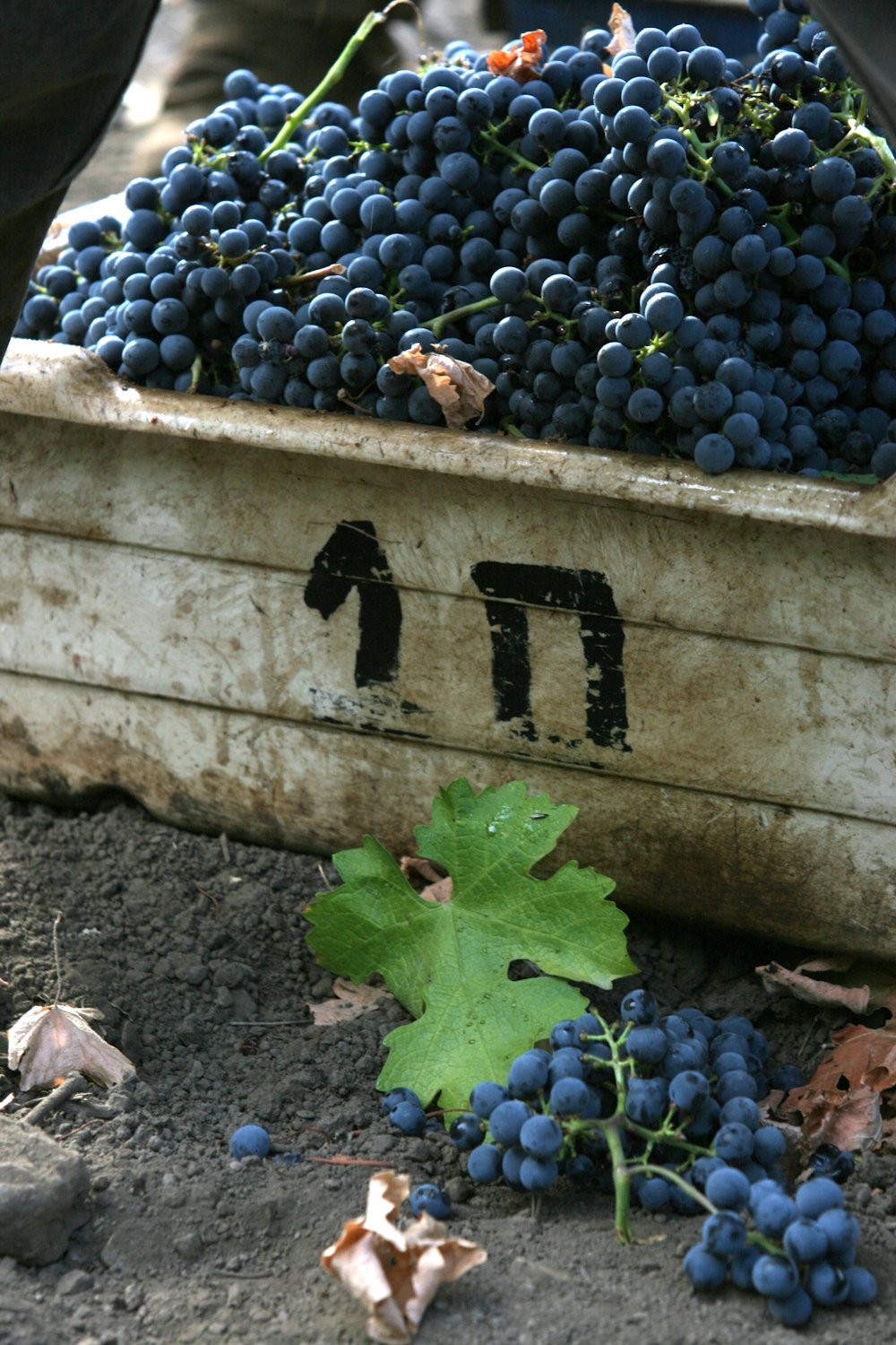 a sign next to a pile of blueberries