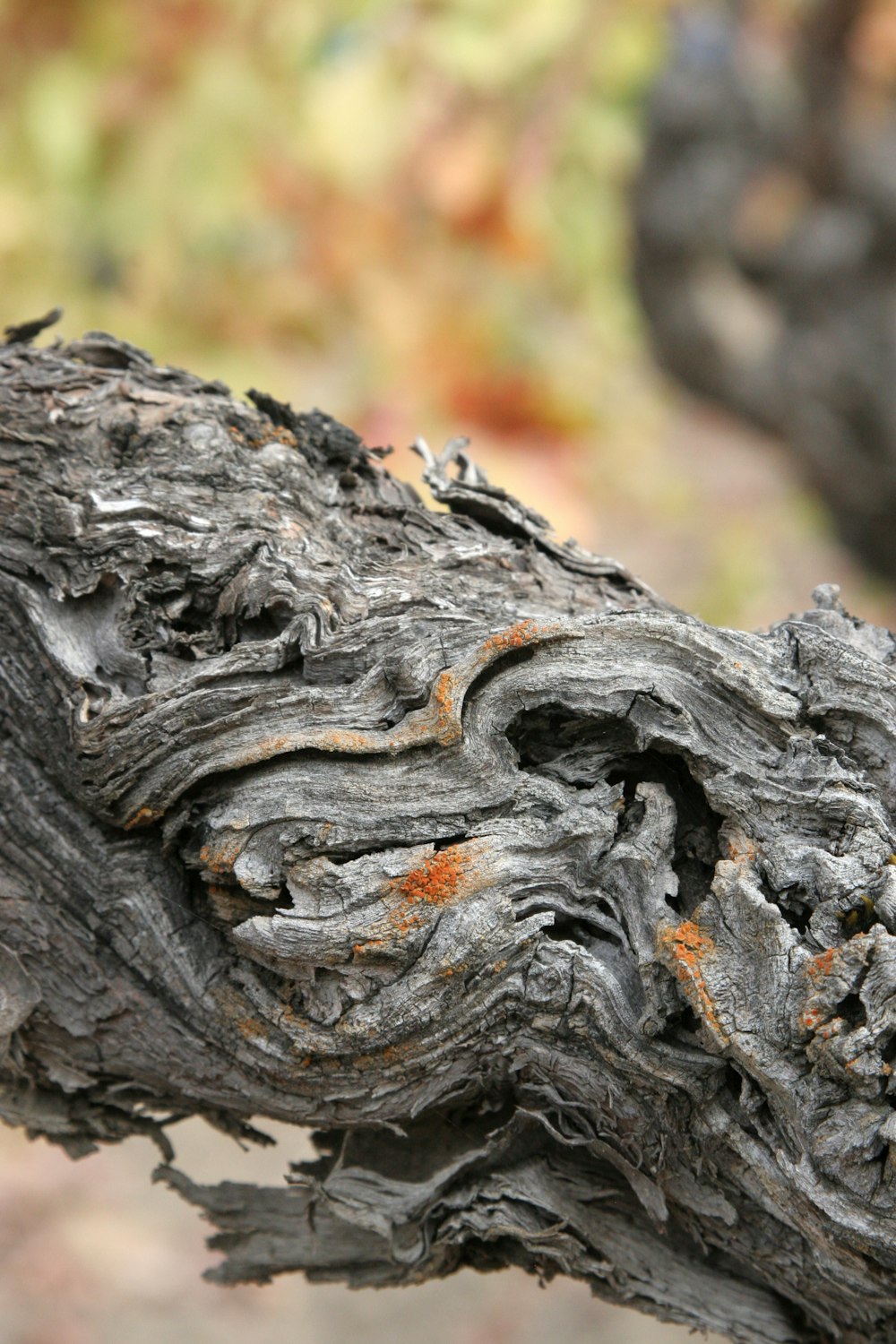 a close up of a tree branch