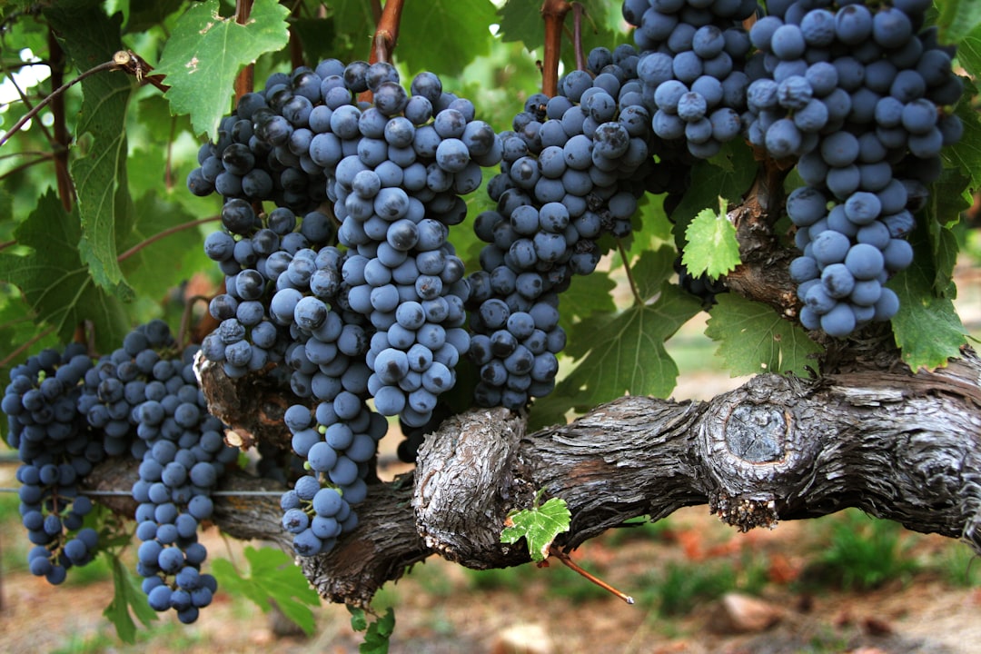 a bunch of blue grapes,