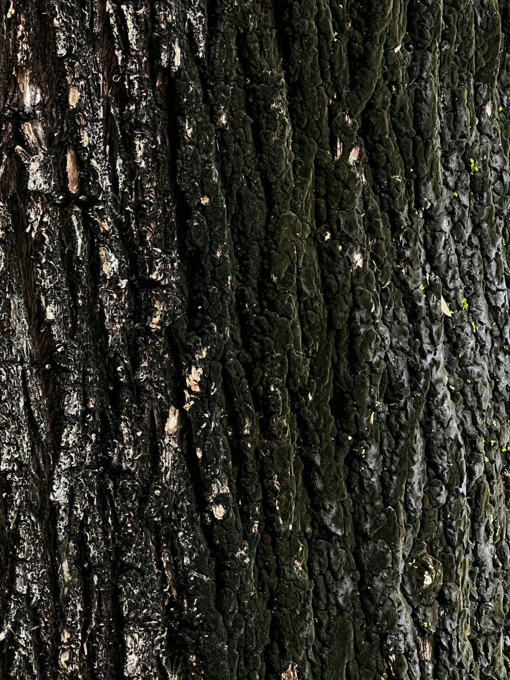 a close up of a tree trunk