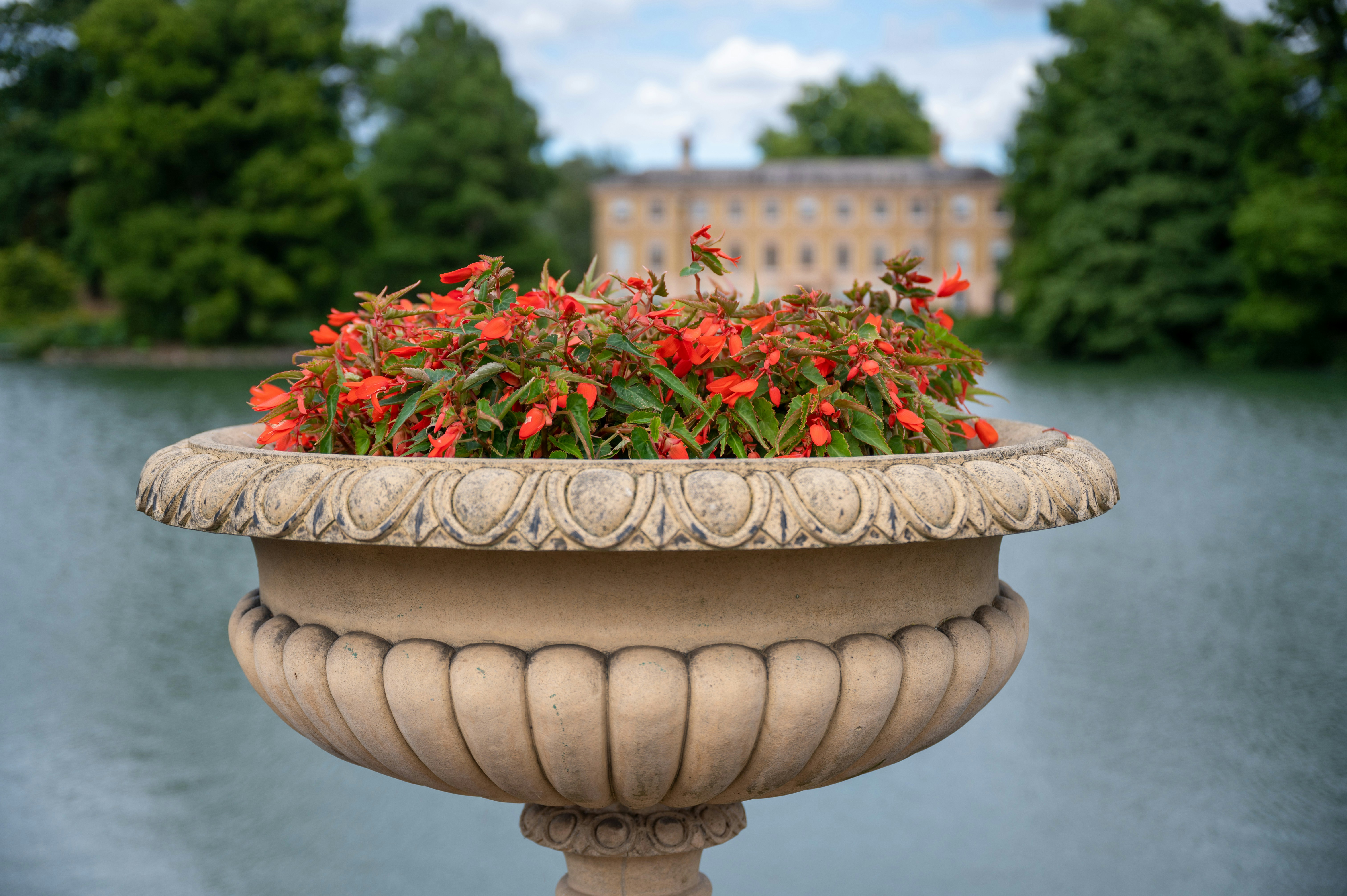 a flower pot with red flowers