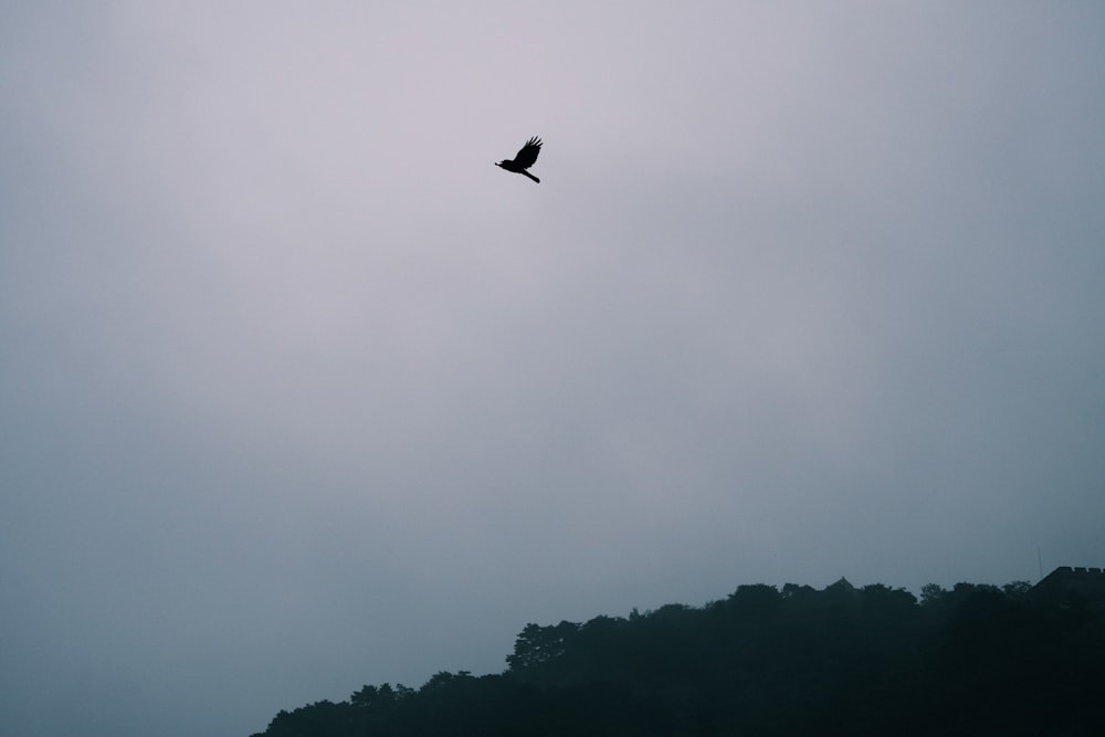 a bird flying in the sky