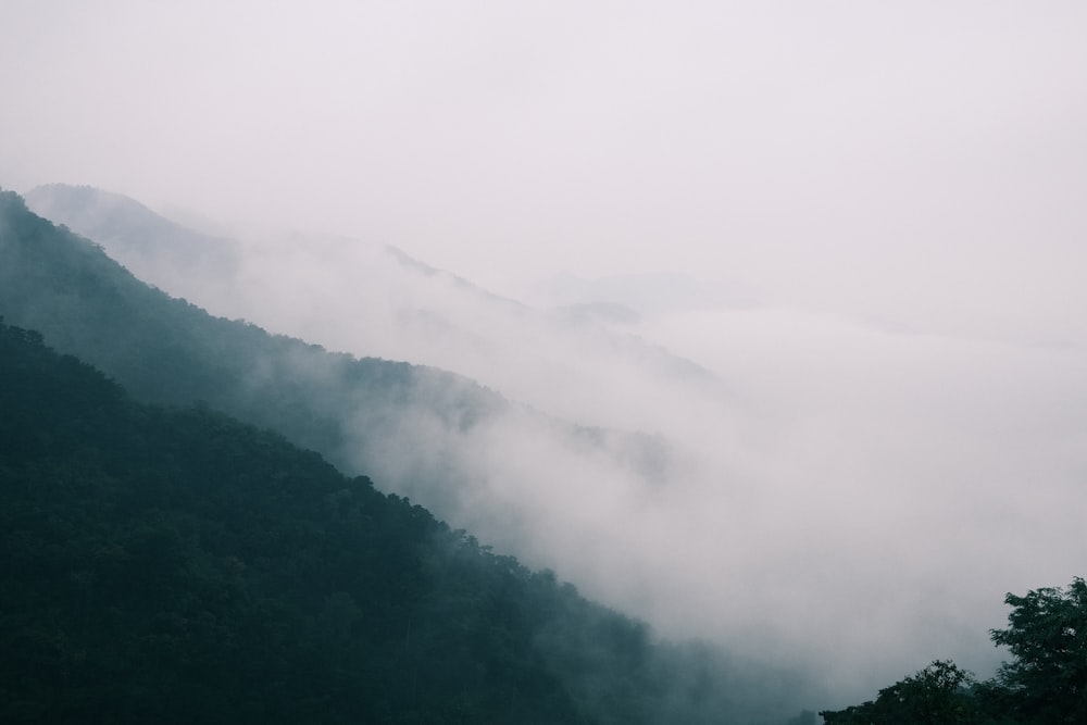 a foggy mountain with trees