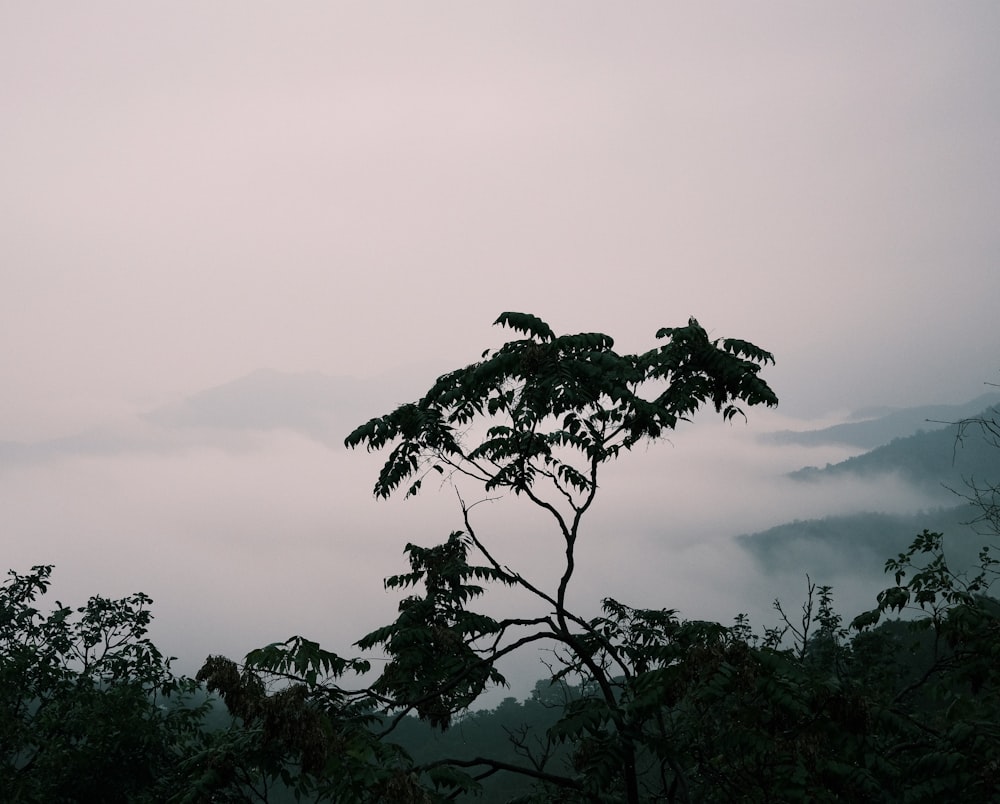 a tree with a cloudy sky