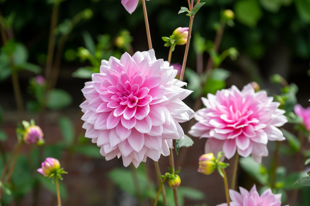 a group of pink flowers