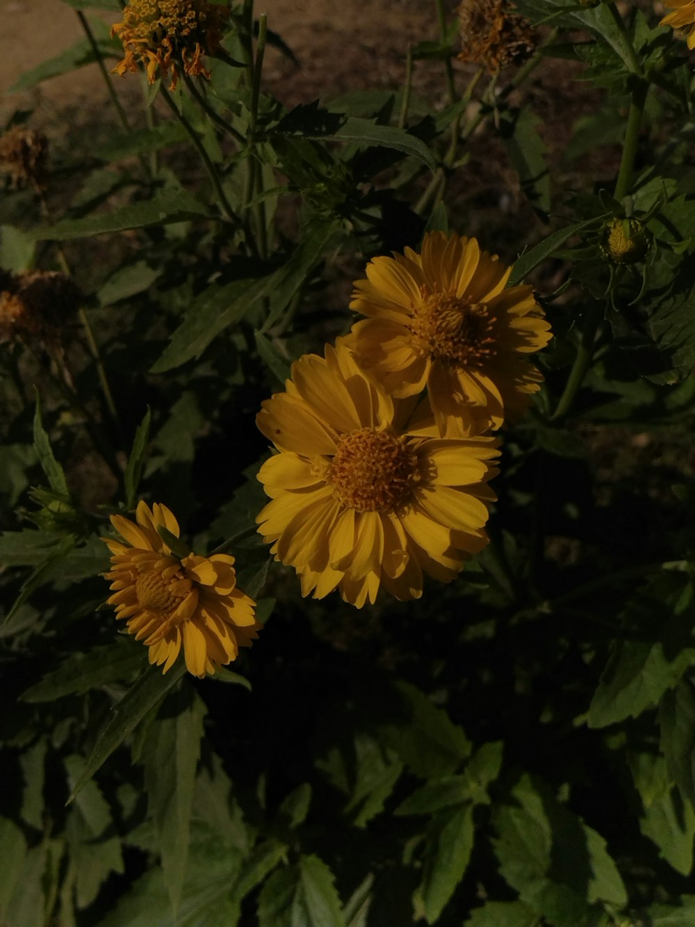 a group of yellow flowers