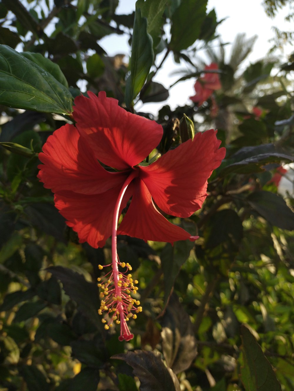 a red flower with green leaves