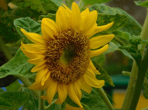 A vibrant sunflower with bright yellow petals and a textured brown center surrounded by green leaves. Water droplets are visible on the petals, indicating a fresh and natural environment.