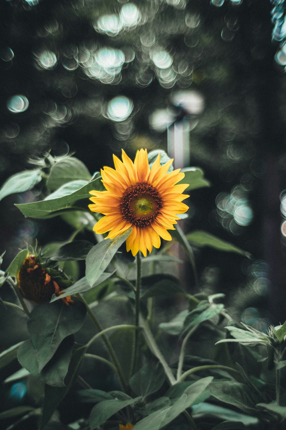 a yellow flower with green leaves