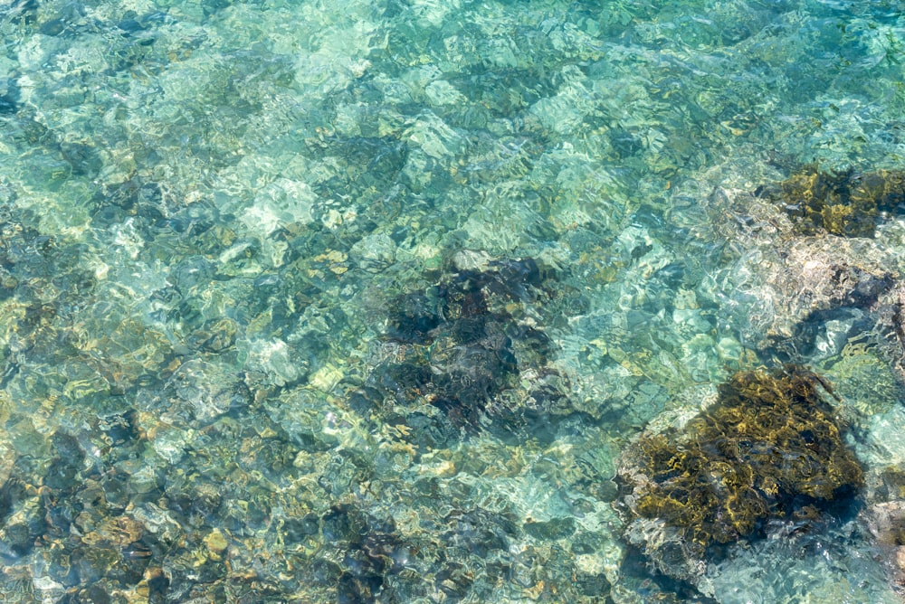 a body of water with rocks and plants