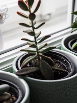 A close-up of bright potted succulents arranged on a windowsill.