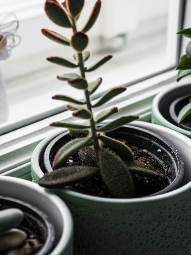 Succulent Plant