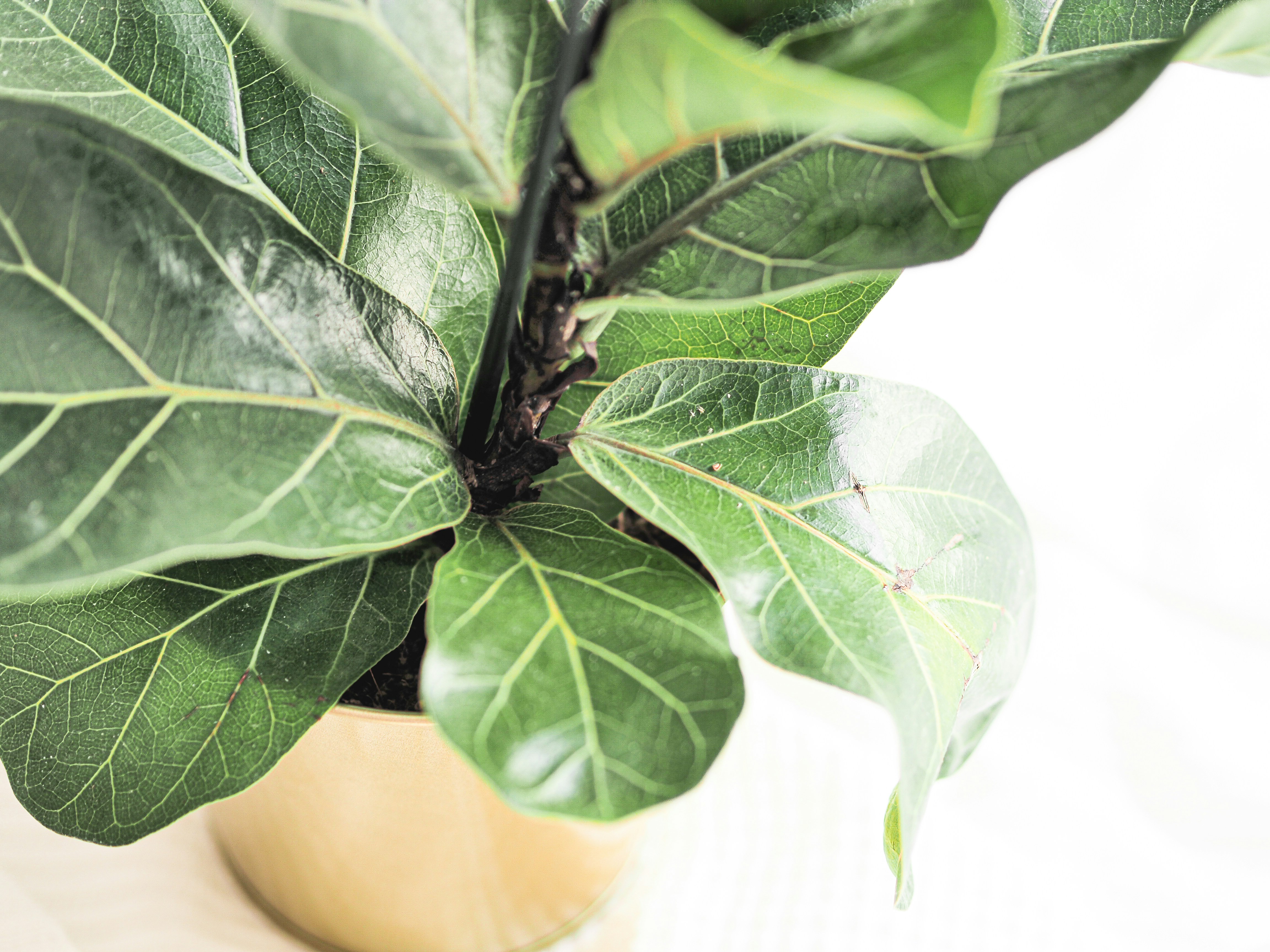 Lush Green Fiddle Leaf
