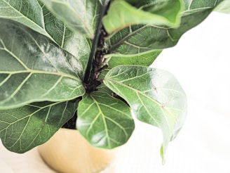 Large fiddle leaf fig plant with broad, glossy green leaves and visible veins, placed in a light-colored pot against a bright, neutral background.