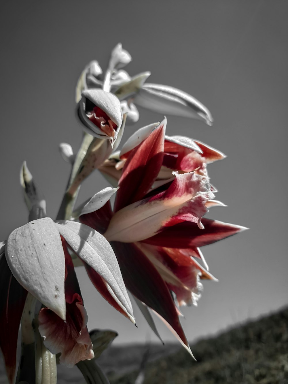 a close up of a flower