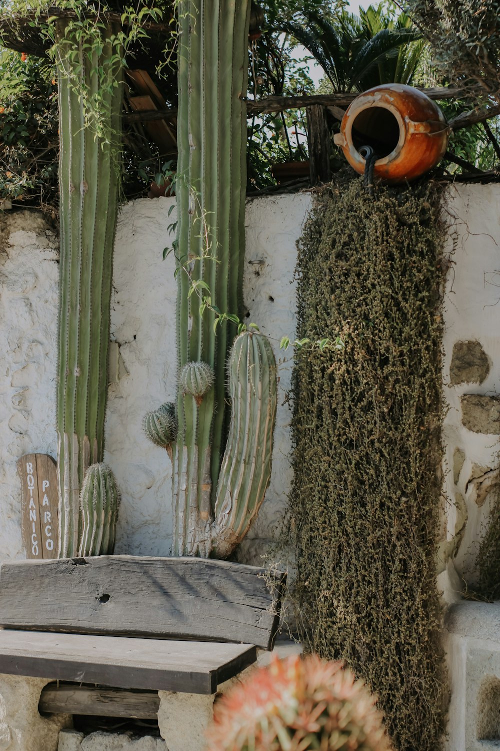 a cactus with a pot on it