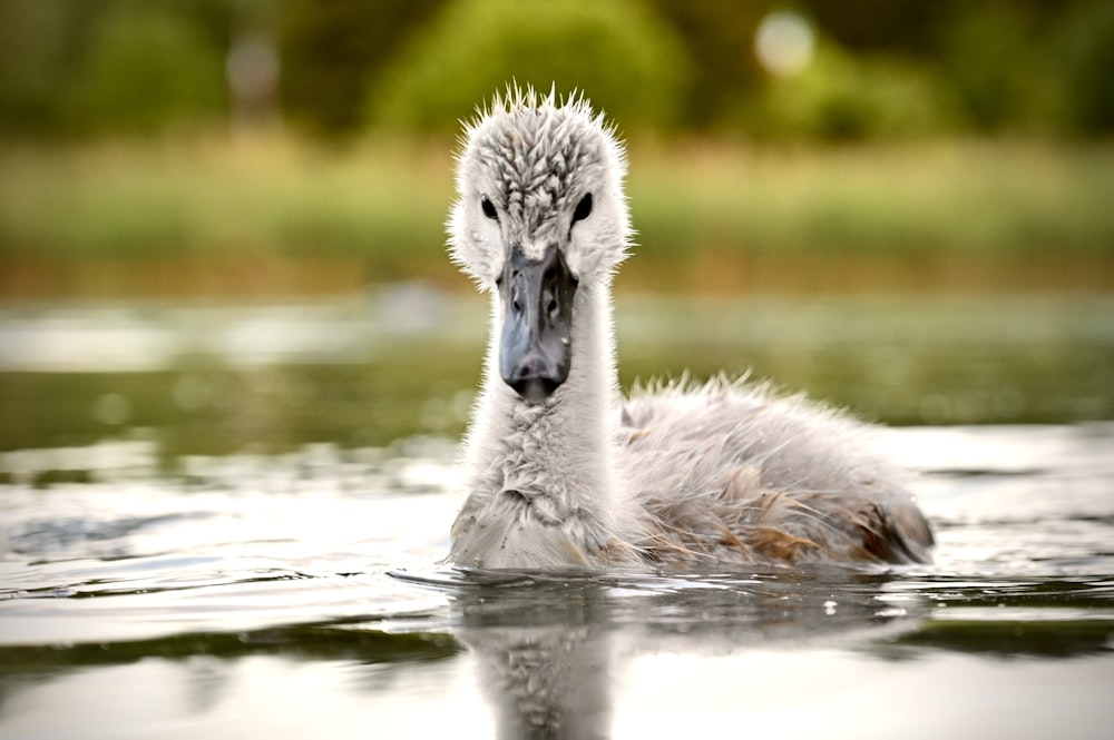 a duck swimming in water