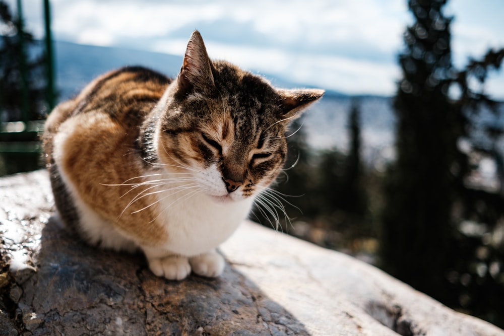 a cat lying on a rock