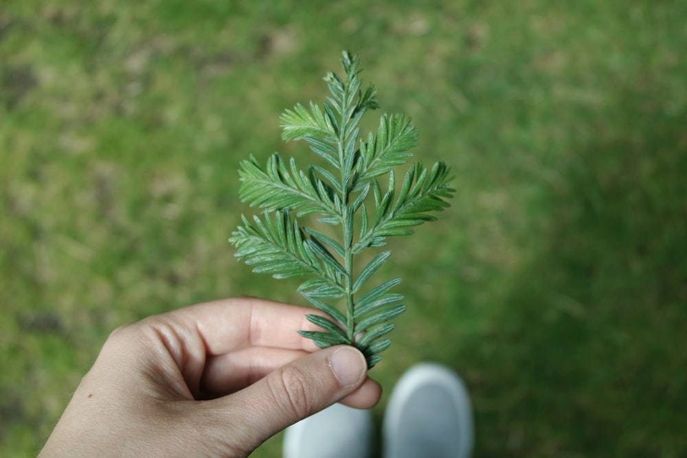 una mano che tiene una piccola pianta verde