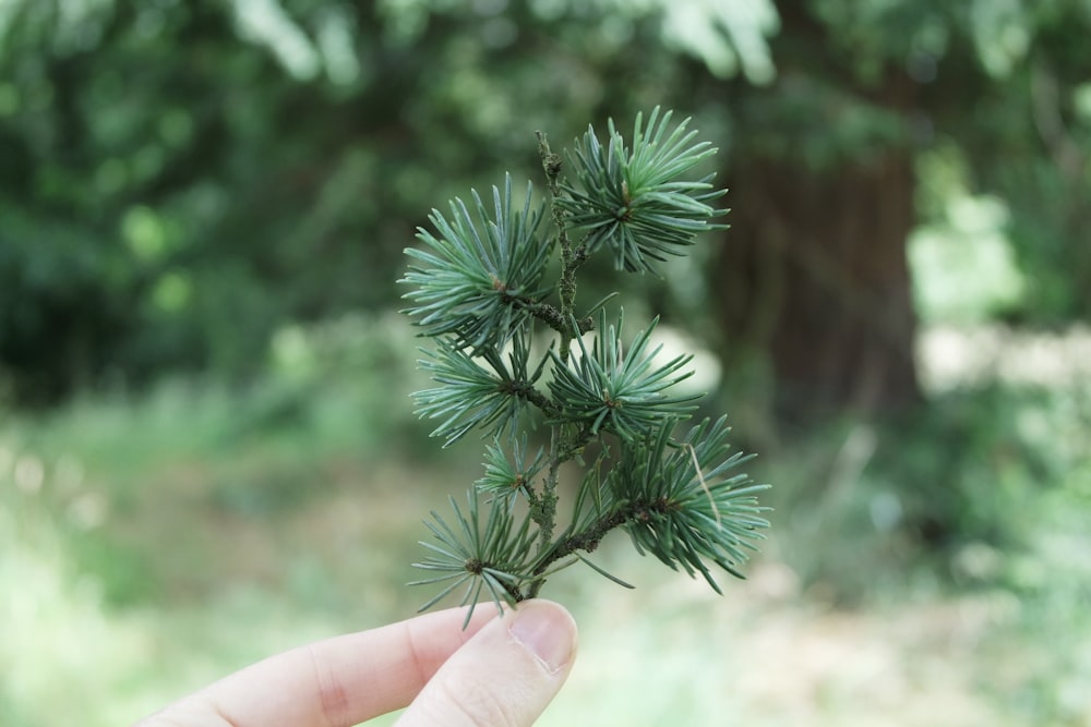 uma mão segurando uma pequena planta