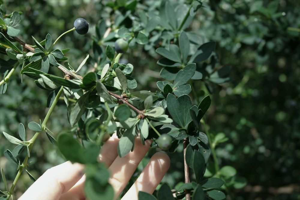 a hand holding a small plant